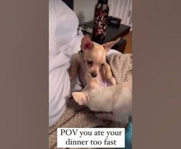 Modern warefare audio used in real life: POV Baby chihuahua ate her dinner too fast