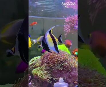 NATURE LOVE l AND FISH  MOVING IN THE WATE l #fps #games #nature #fish #fishing #viralvideo #shorts