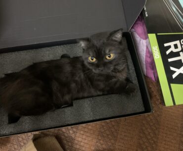 This is really pricey for such a cat bed, isnt it?